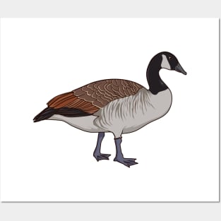 Drawing of a Canada Goose Posters and Art